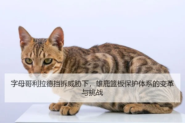zi-mu-ge-li-la-de-dang-chai-wei-xie-xia-xiong-lu-lan-ban-bao-hu-ti-xi-de-bian-ge-yu-tiao-zhan-2-967.jpg